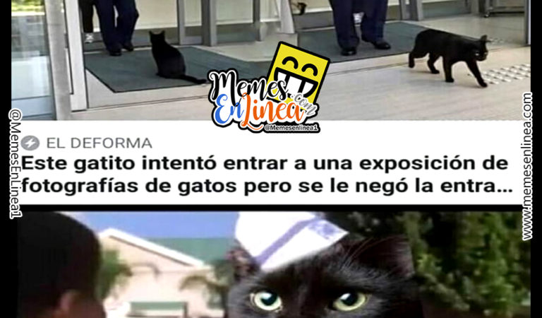 Pobre gatito – Es porque soy negro?